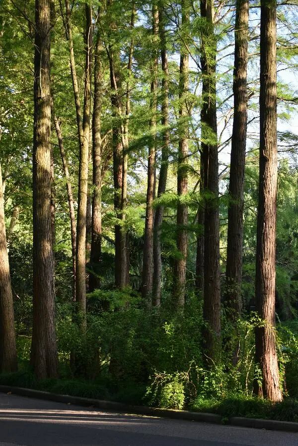 國慶中秋雙節(jié)出行安全提示_國慶節(jié)高速免費通行時間_出行提示