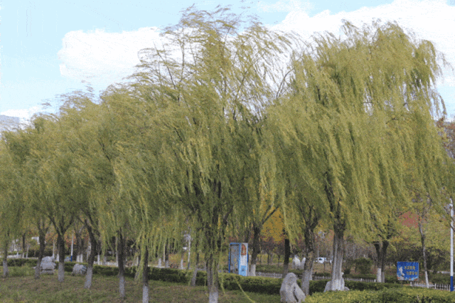 石家莊限行區(qū)域_石家莊限行尾號(hào)5和0_限行